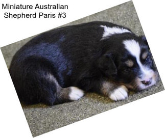 Miniature Australian Shepherd Paris #3