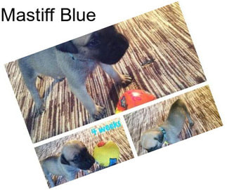 Mastiff Blue