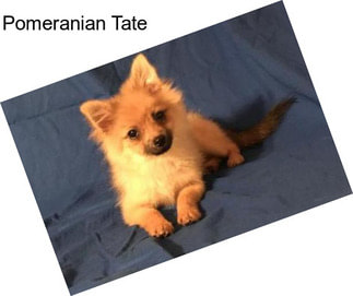 Pomeranian Tate