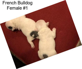 French Bulldog Female #1