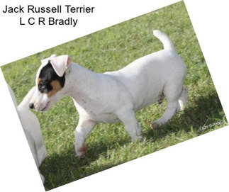 Jack Russell Terrier L C R Bradly