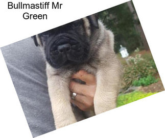 Bullmastiff Mr Green