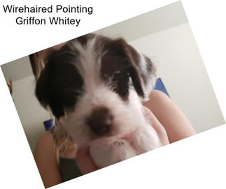 Wirehaired Pointing Griffon Whitey