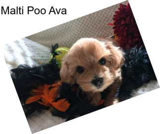 Malti Poo Ava