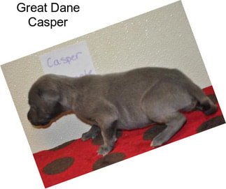 Great Dane Casper