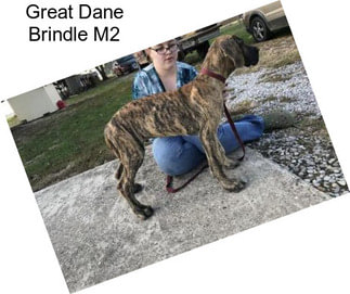 Great Dane Brindle M2