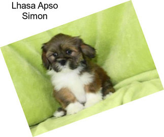 Lhasa Apso Simon