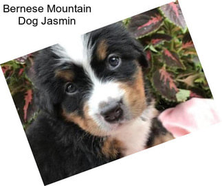 Bernese Mountain Dog Jasmin