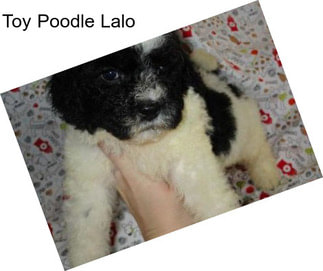 Toy Poodle Lalo