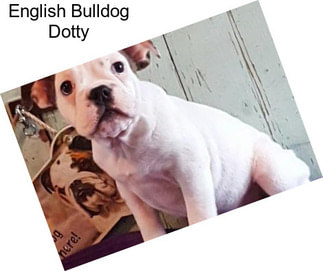 English Bulldog Dotty