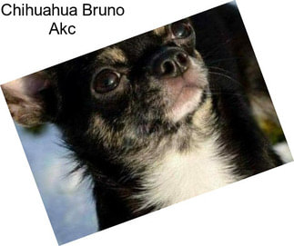 Chihuahua Bruno Akc