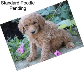 Standard Poodle Pending