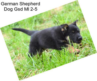 German Shepherd Dog Gsd Ml 2-5