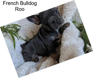 French Bulldog Roo