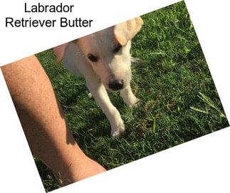 Labrador Retriever Butter