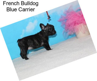 French Bulldog Blue Carrier