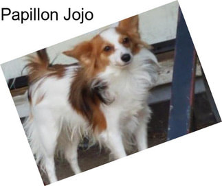 Papillon Jojo