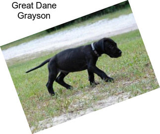Great Dane Grayson