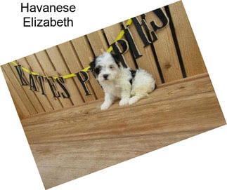 Havanese Elizabeth