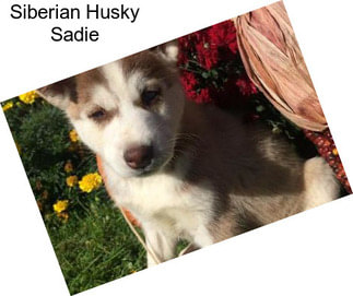 Siberian Husky Sadie