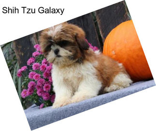 Shih Tzu Galaxy