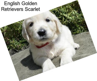 English Golden Retrievers Scarlet