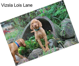 Vizsla Lois Lane