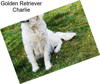 Golden Retriever Charlie
