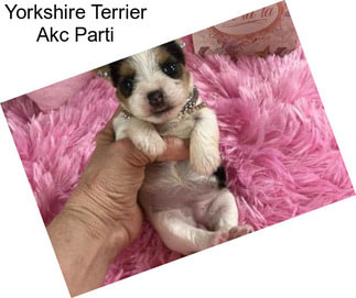 Yorkshire Terrier Akc Parti