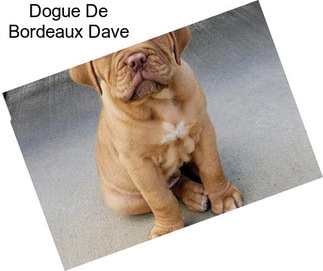 Dogue De Bordeaux Dave