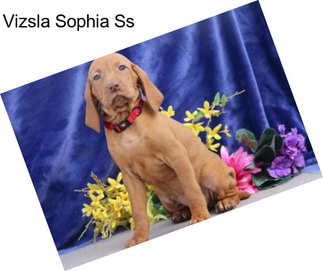 Vizsla Sophia Ss