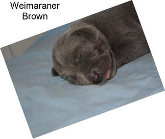 Weimaraner Brown