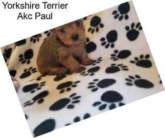 Yorkshire Terrier Akc Paul