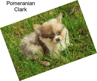 Pomeranian Clark