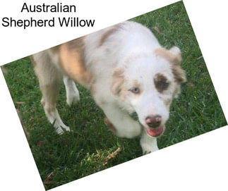 Australian Shepherd Willow