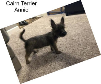 Cairn Terrier Annie