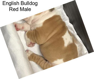 English Bulldog Red Male