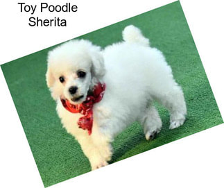 Toy Poodle Sherita