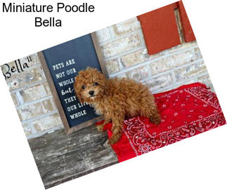 Miniature Poodle Bella