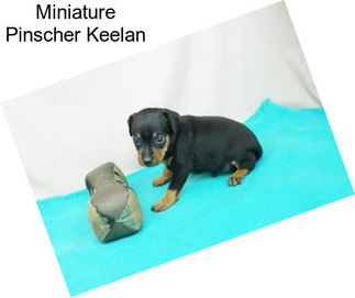 Miniature Pinscher Keelan