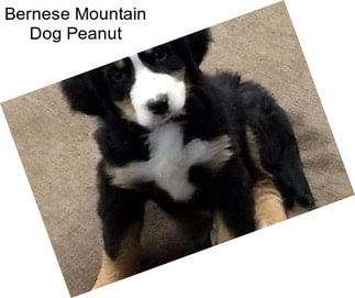 Bernese Mountain Dog Peanut