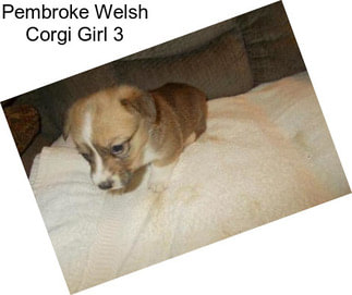 Pembroke Welsh Corgi Girl 3