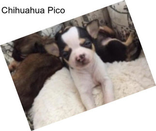 Chihuahua Pico