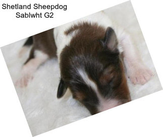 Shetland Sheepdog Sablwht G2