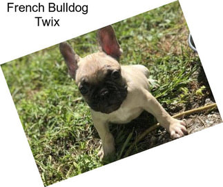 French Bulldog Twix