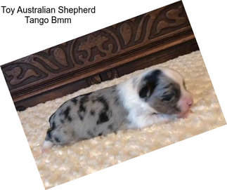 Toy Australian Shepherd Tango Bmm