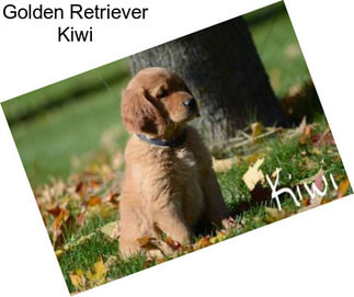 Golden Retriever Kiwi