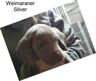 Weimaraner Silver