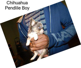 Chihuahua Pendlile Boy