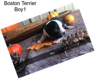 Boston Terrier Boy1